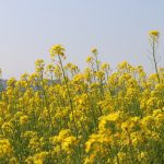 熊本地震について私に何ができるのか?